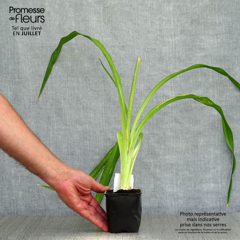 Hemerocallis Strutters Ball - Daylily 8/9 cm pot sample as delivered in summer