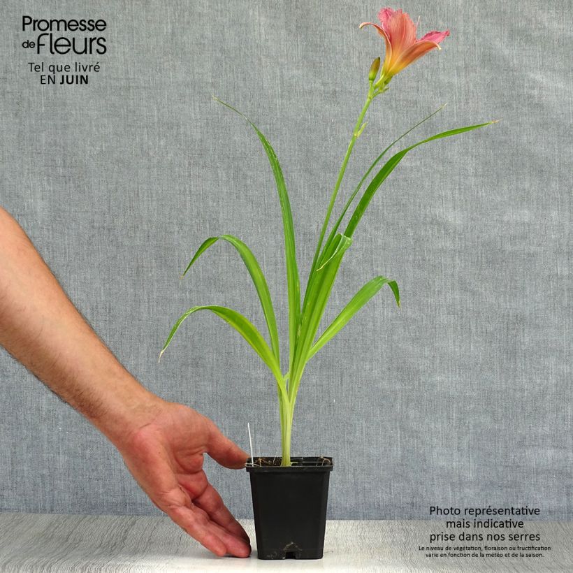Hemerocallis Summer Wine - Daylily 8/9 cm pot sample as delivered in summer