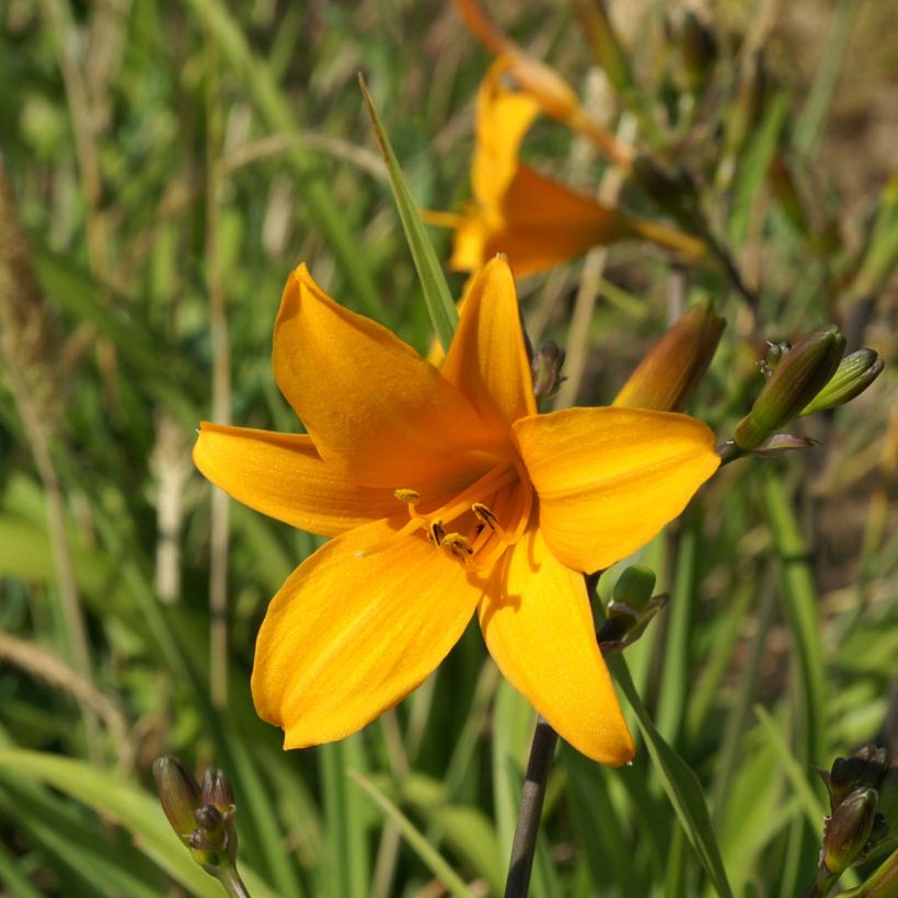 Hemerocallis Thumbelina - Daylily (Flowering)