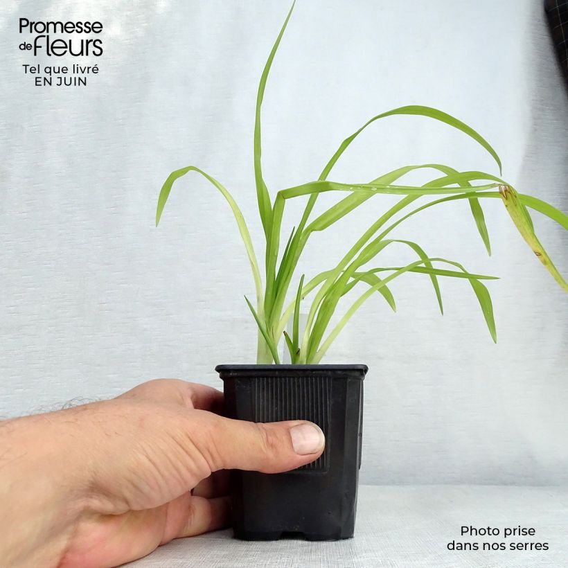 Hemerocallis Thumbelina - Daylily 8/9 cm pot sample as delivered in summer