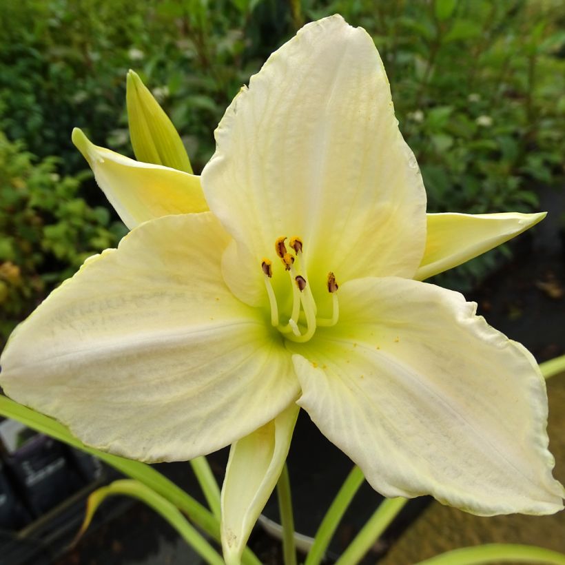 Hemerocallis White Temptation - Daylily (Flowering)