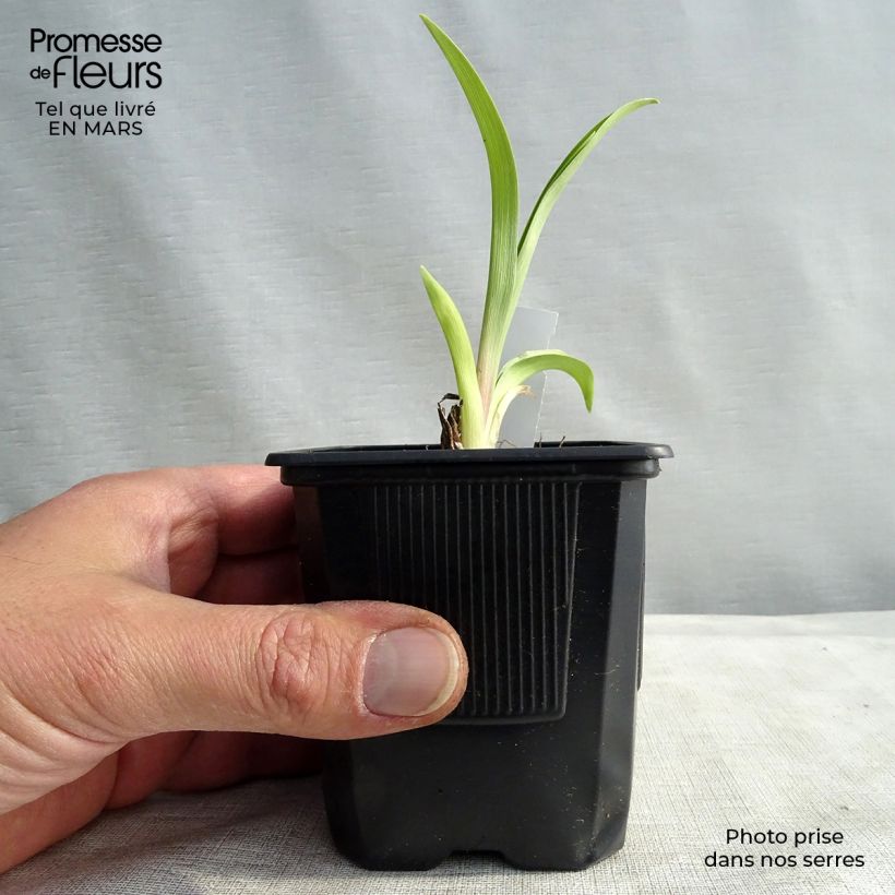 Hemerocallis citrina - Daylily sample as delivered in spring