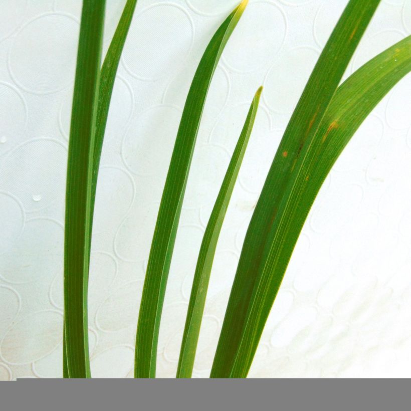 Edible Organic Daylily - Hemerocallis Buttercup (Foliage)