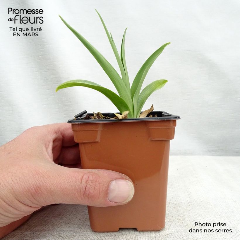 Edible Organic Daylily - Hemerocallis Buttercup 8/9 cm pot sample as delivered in winter