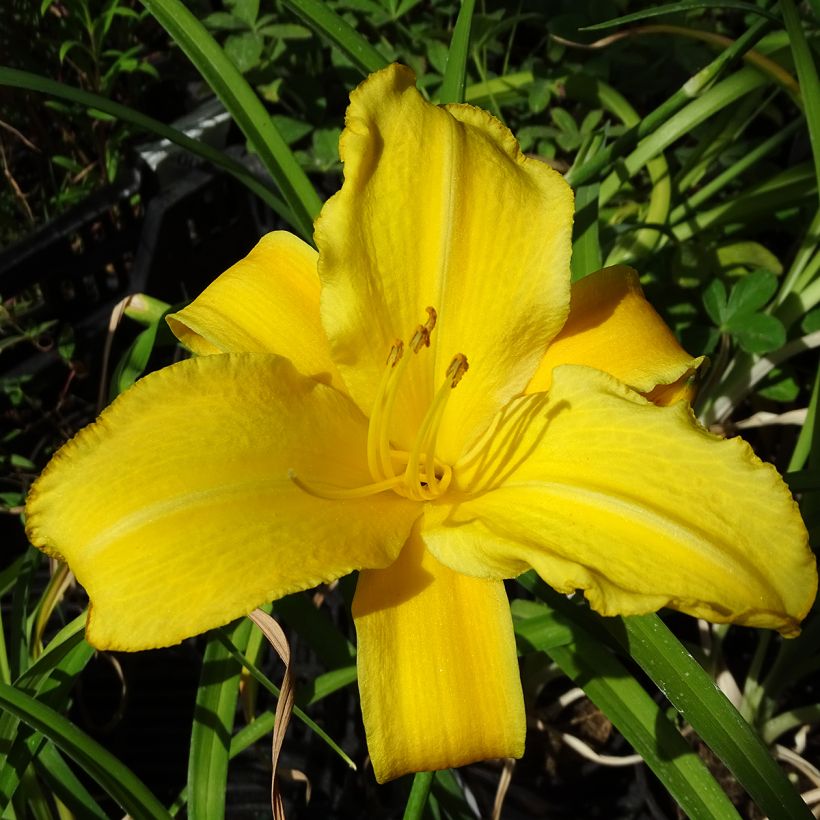 Edible Organic Daylily - Hemerocallis Buttercup (Flowering)