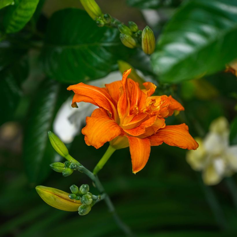 Hemerocallis fulva Flore Pleno - Daylily (Flowering)