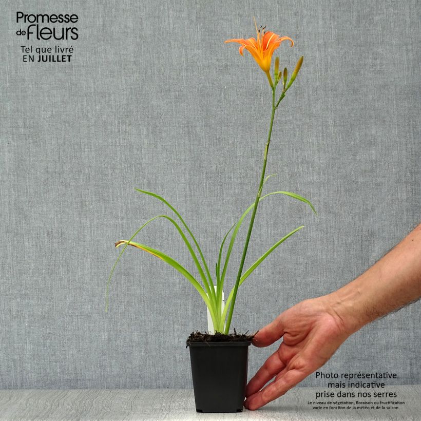 Hemerocallis fulva - Daylily 8/9 cm pot sample as delivered in summer