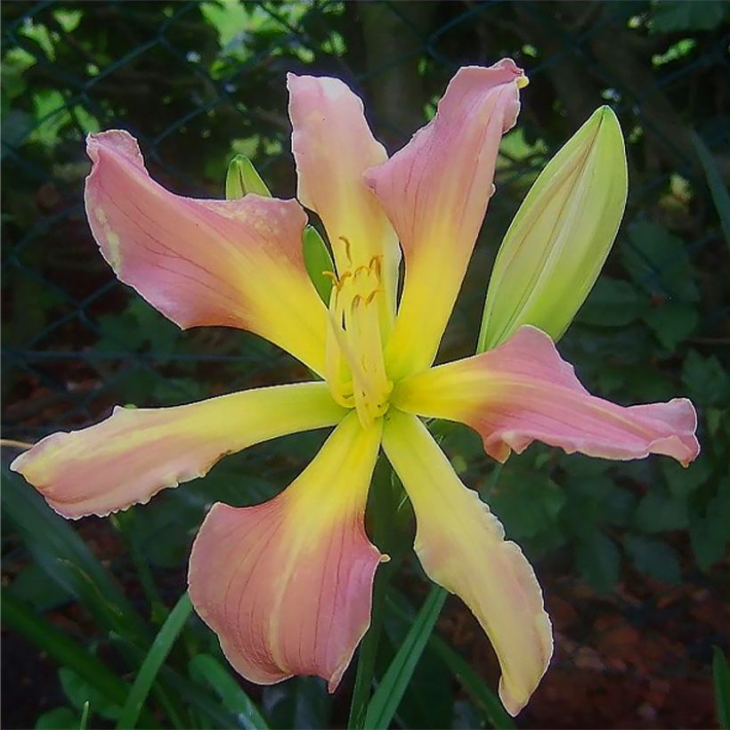 Hemerocallis Flight of The Dragon - Daylily (Flowering)