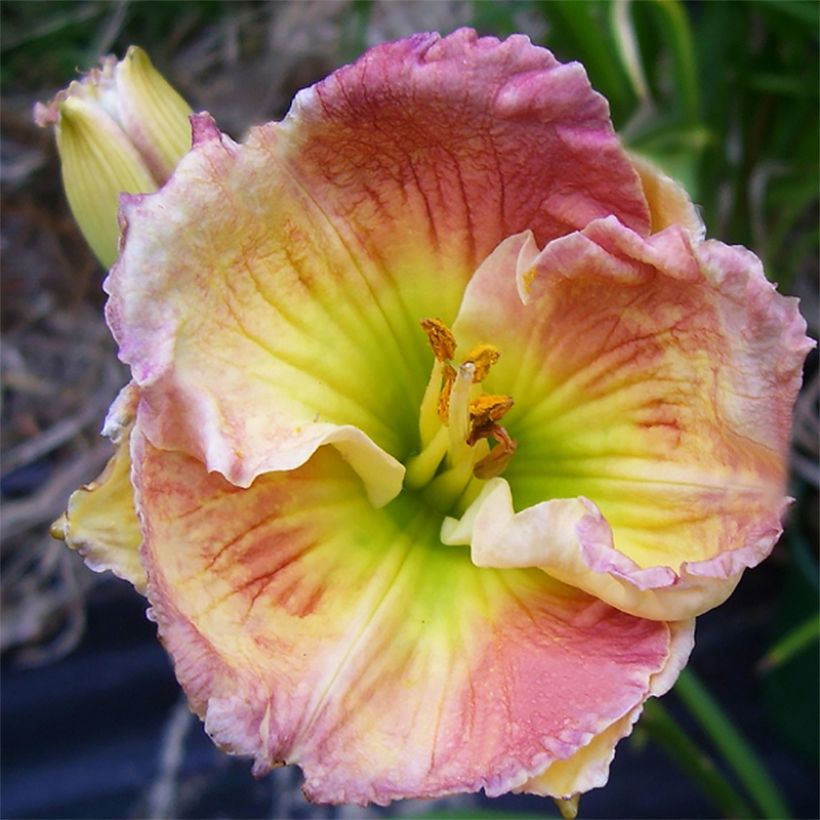 Hemerocallis Indy Reflections - Daylily (Flowering)