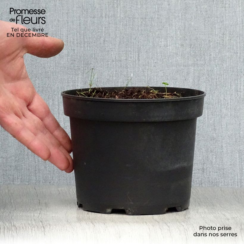 Hemerocallis middendorffii - Daylily 2L/3L pot sample as delivered in winter