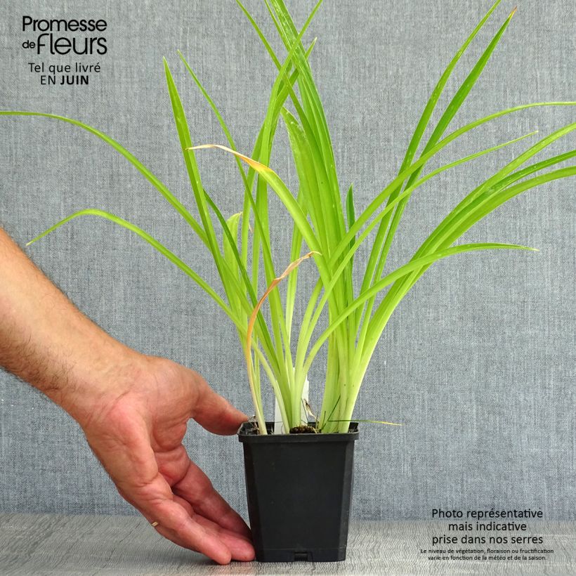 Hemerocallis Gentle Shepherd - Daylily 8/9 cm pot sample as delivered in summer
