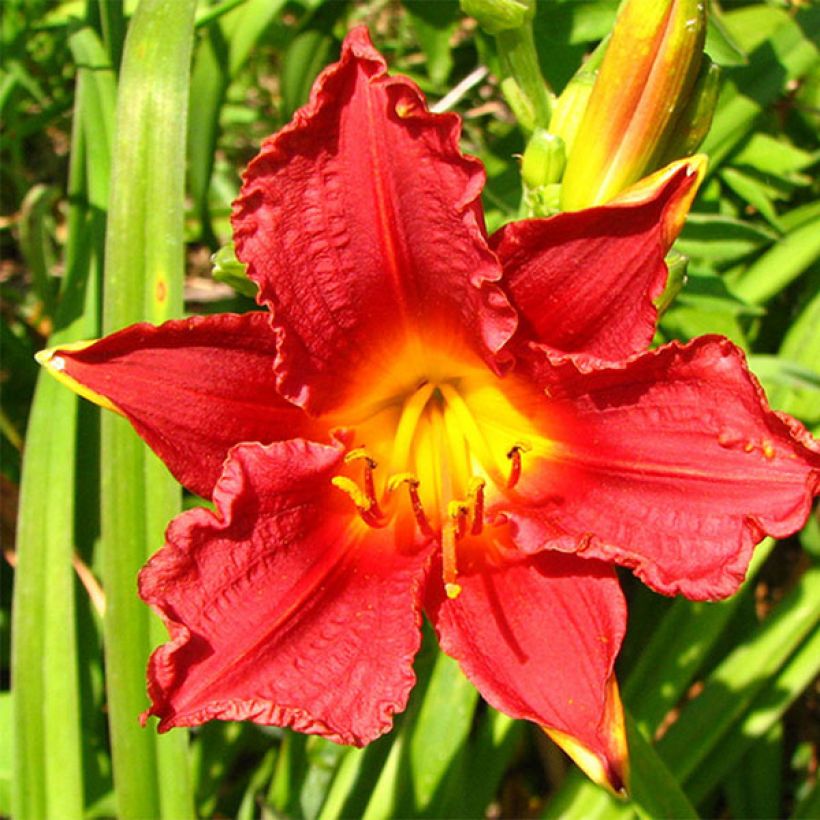 Hemerocallis Little Business - Daylily (Flowering)