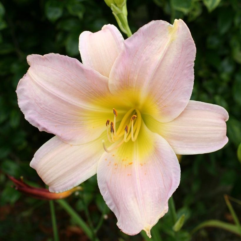 Hemerocallis Catherine Woodbury - Daylily (Flowering)