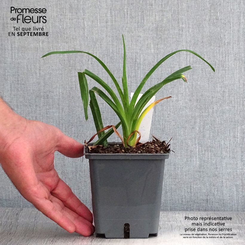 Hemerocallis Chardonnay - Daylily 1L/1.5L pot sample as delivered in autumn
