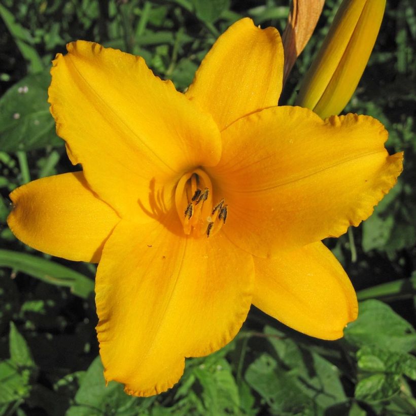 Hemerocallis Chicago Sunrise - Daylily (Flowering)