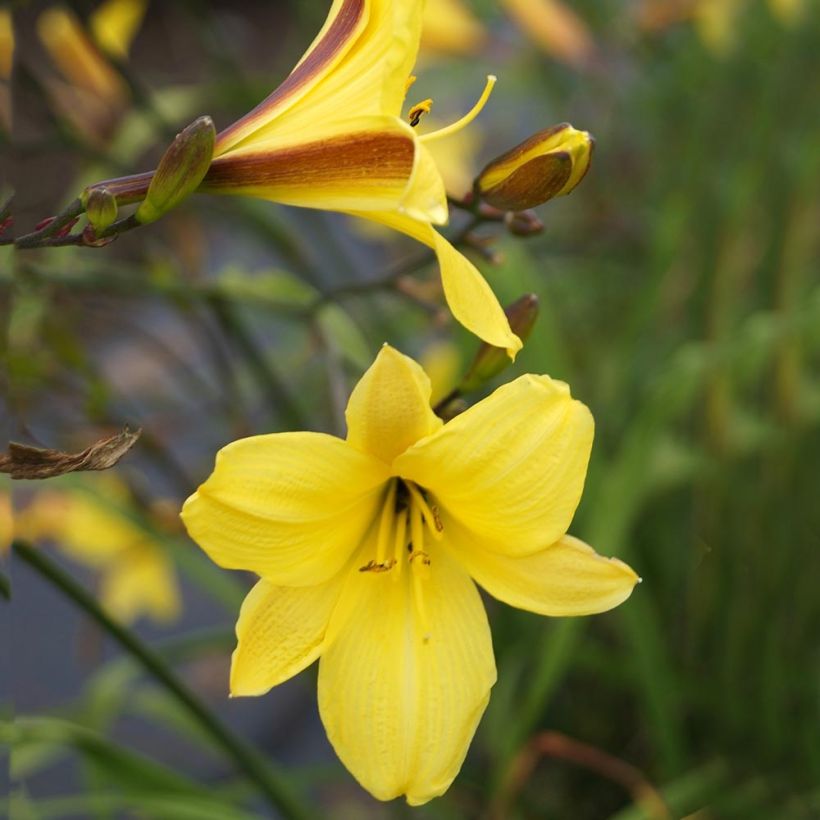 Hemerocallis Corky - Daylily (Flowering)