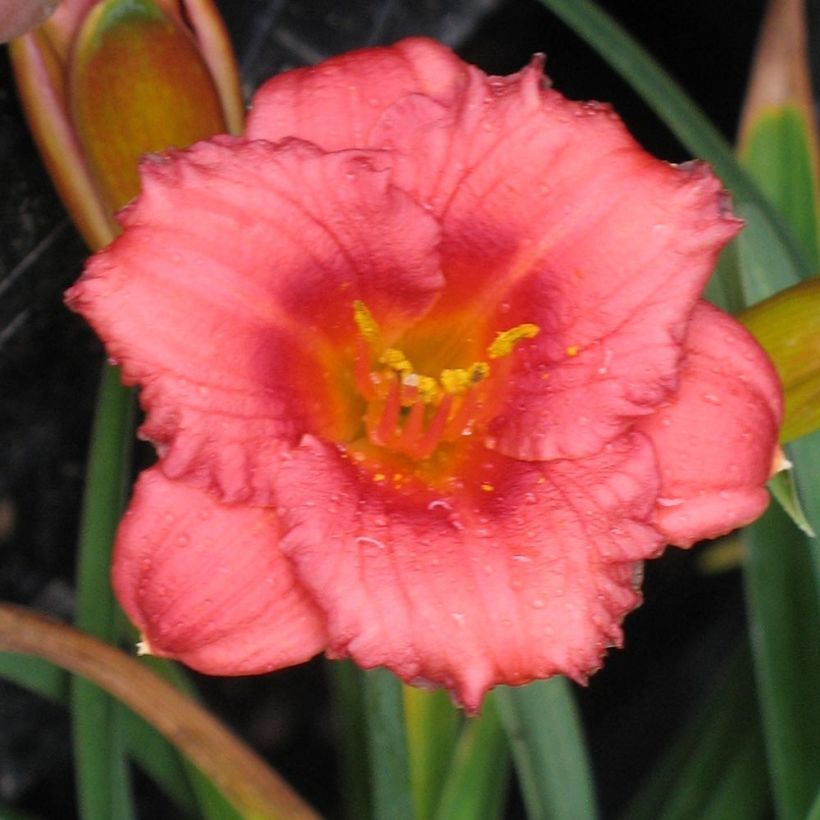 Hemerocallis Cosmopolitan - Daylily (Flowering)