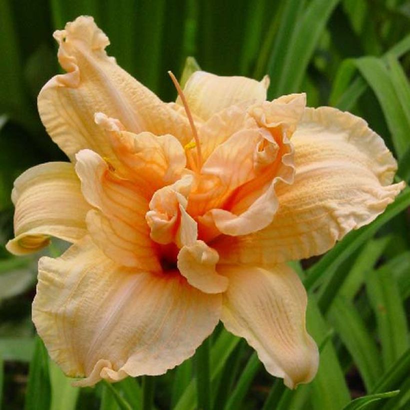 Hemerocallis Double Dream - Daylily (Flowering)