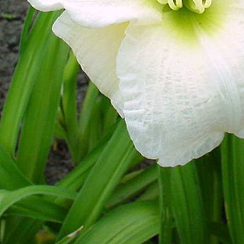 Hemerocallis Gentle Shepherd - Daylily (Foliage)