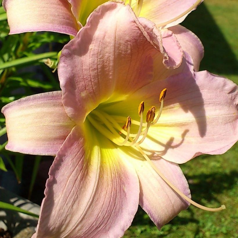 Hemerocallis Hazel Monette - Daylily (Flowering)