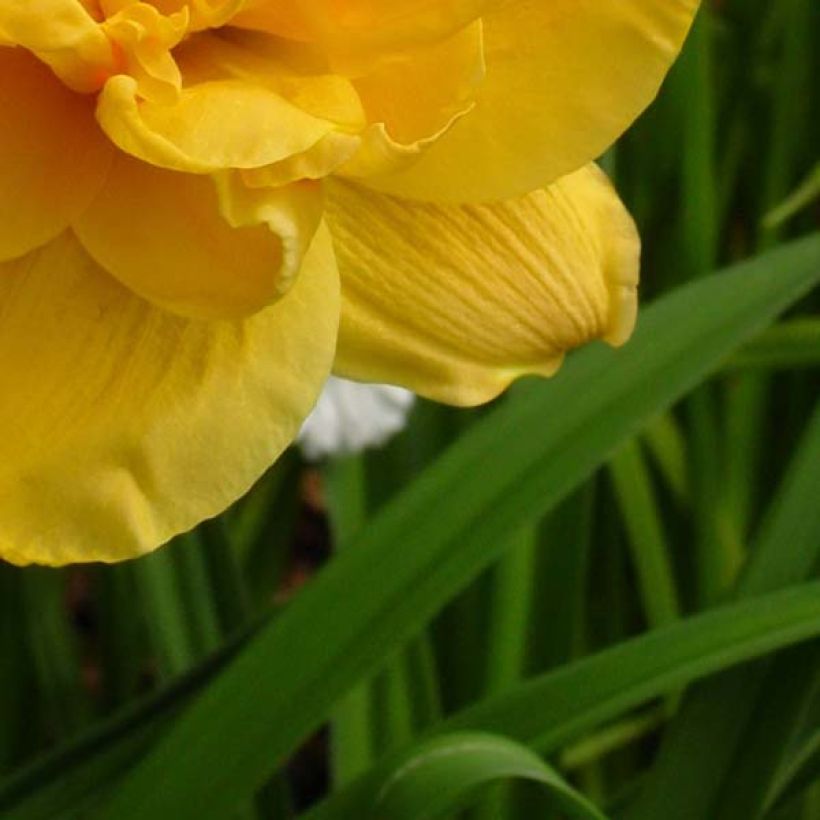 Hemerocallis Patricia Jojo - Daylily (Foliage)