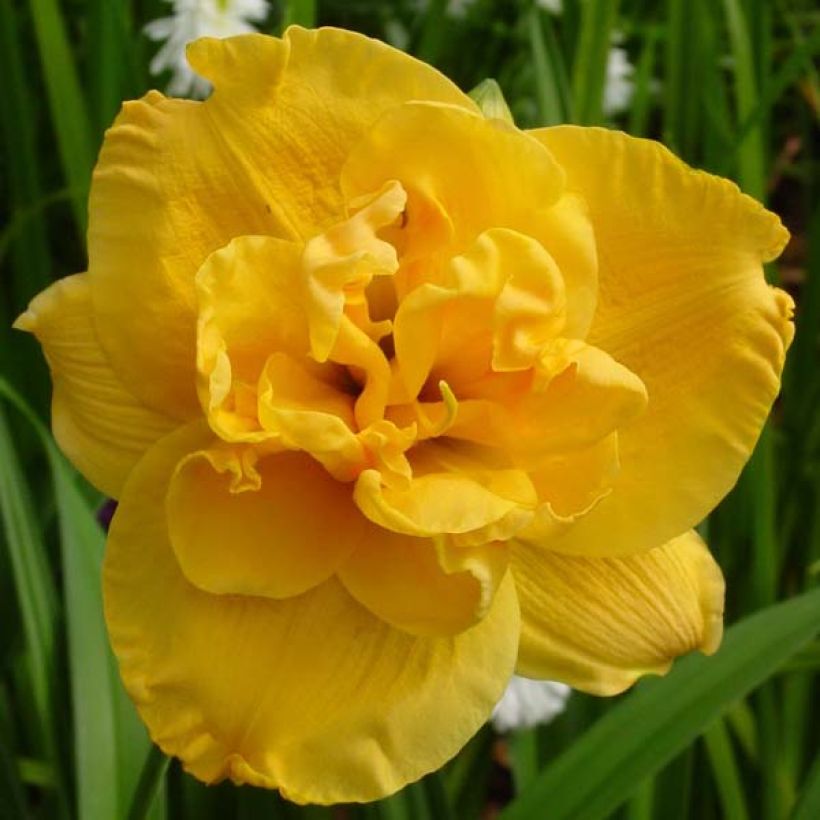Hemerocallis Patricia Jojo - Daylily (Flowering)
