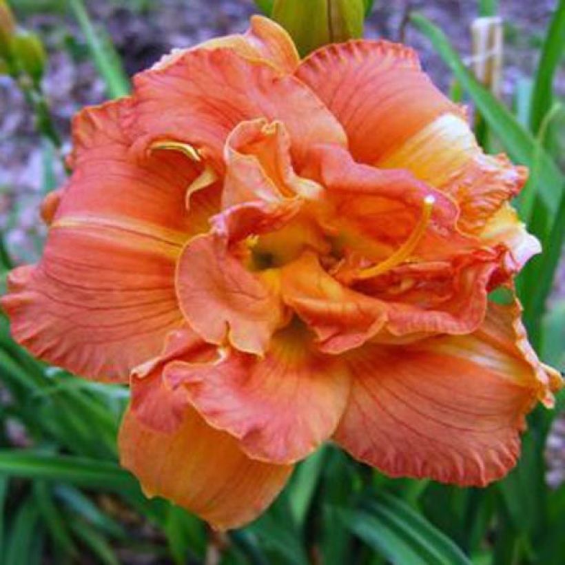 Hemerocallis Rose Corsage - Daylily (Flowering)