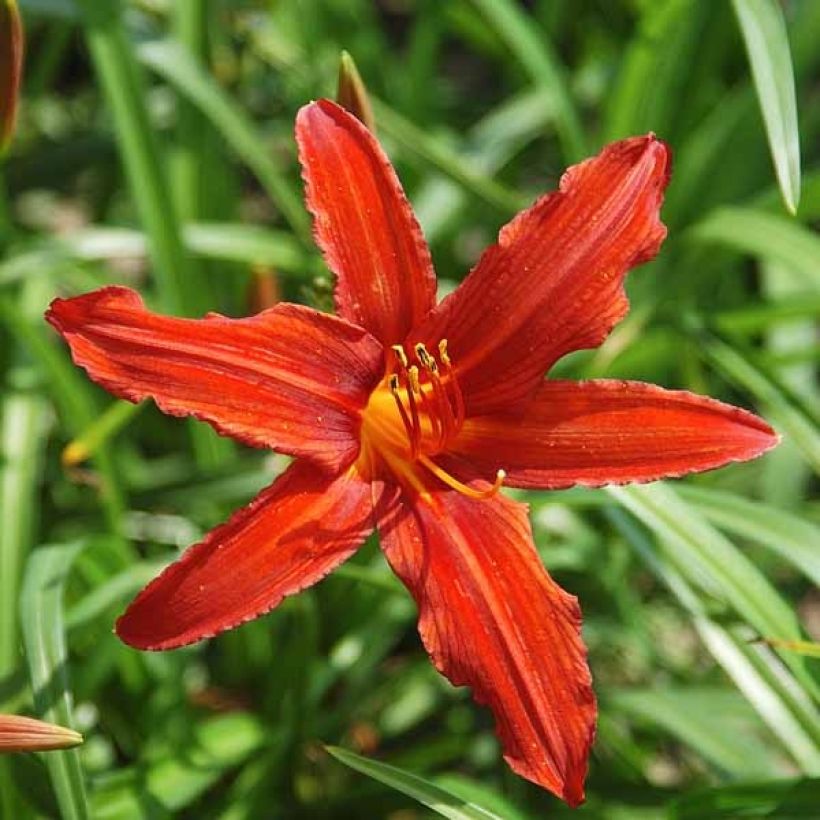 Hemerocallis Sammy Russel - Daylily (Flowering)