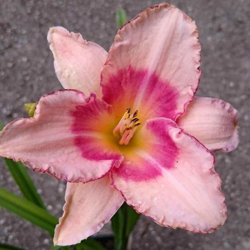 Hemerocallis Strawberry Fields Forever - Daylily (Flowering)