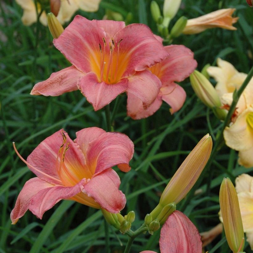 Hemerocallis Strawberry Swirl - Daylily (Flowering)