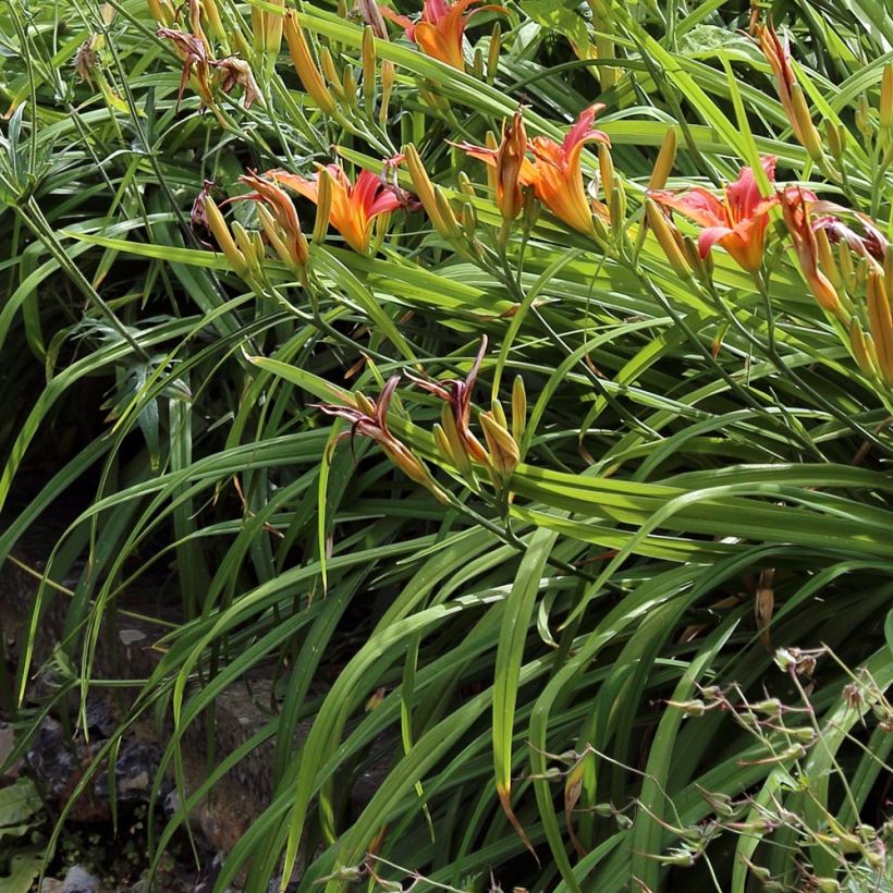 Hemerocallis fulva - Daylily (Foliage)