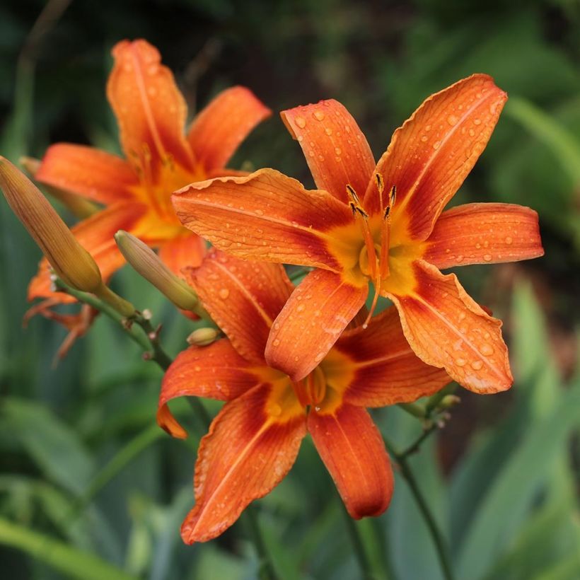 Hemerocallis fulva - Daylily (Flowering)