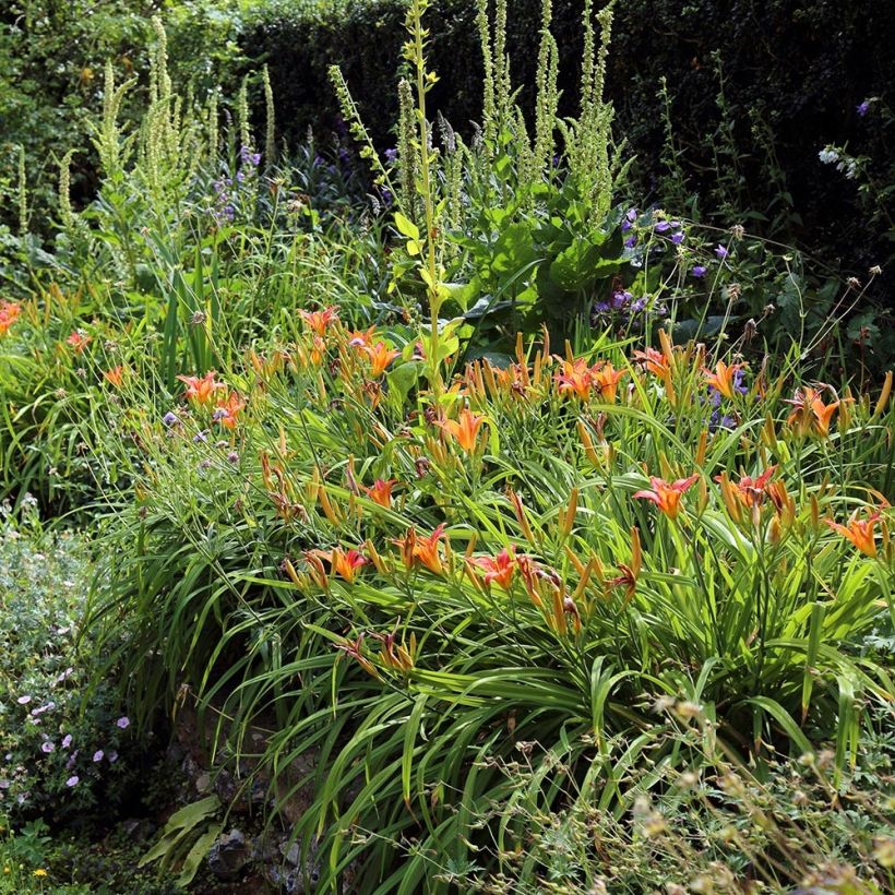 Hemerocallis fulva - Daylily (Plant habit)