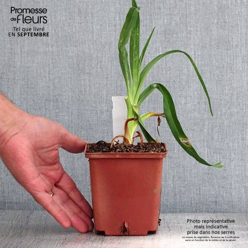 Hemerocallis Startle - Daylily 1L/1.5L pot sample as delivered in autumn