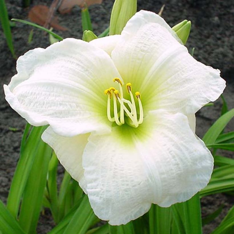 Hemerocallis Gentle Shepherd - Daylily (Flowering)