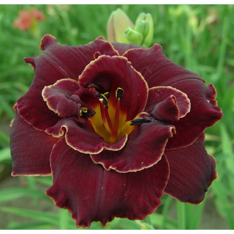 Hemerocallis Night Embers - Daylily (Flowering)