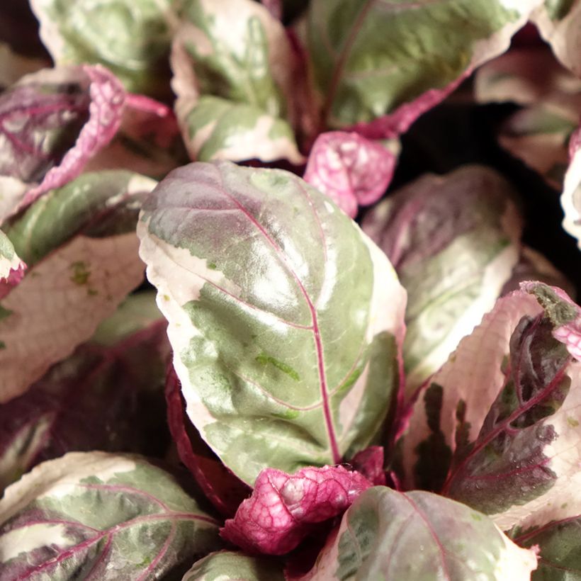 Hemigraphis alternata Snow White - Purple Waffle plant (Foliage)