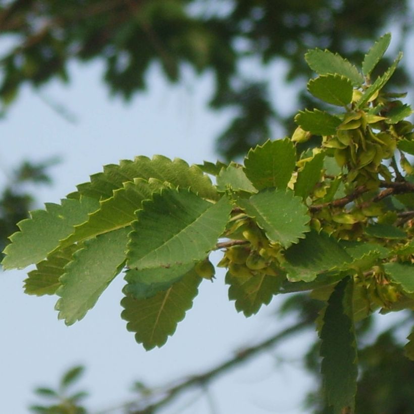 Hemiptelea davidii (Foliage)