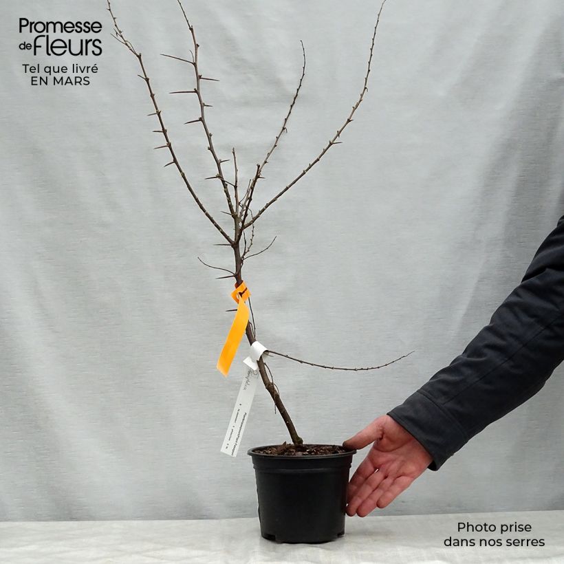 Hemiptelea davidii 2L/3L pot sample as delivered in spring