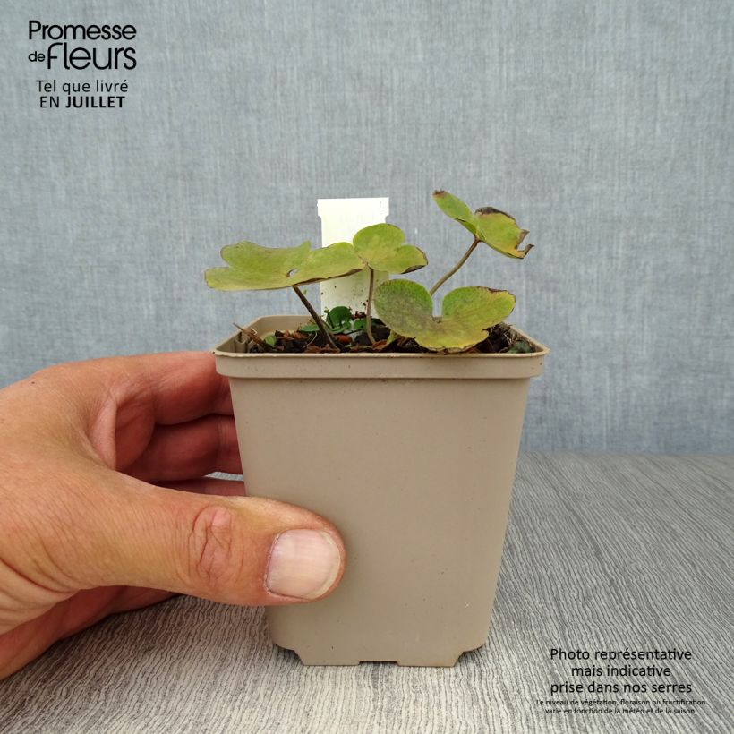 Hepatica nobilis 8/9 cm pot sample as delivered in summer