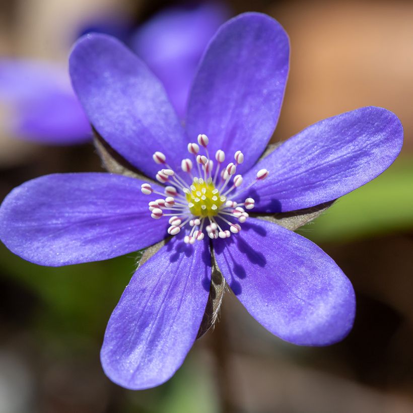 Hepatica nobilis (Flowering)