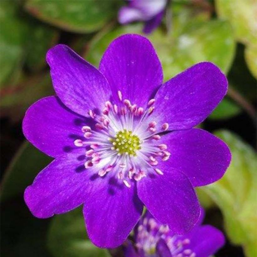 Hepatica nobilis Purple Forest (Flowering)