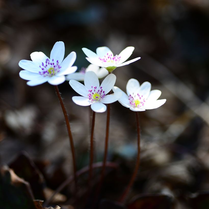 Hepatica nobilis White Forest (Plant habit)