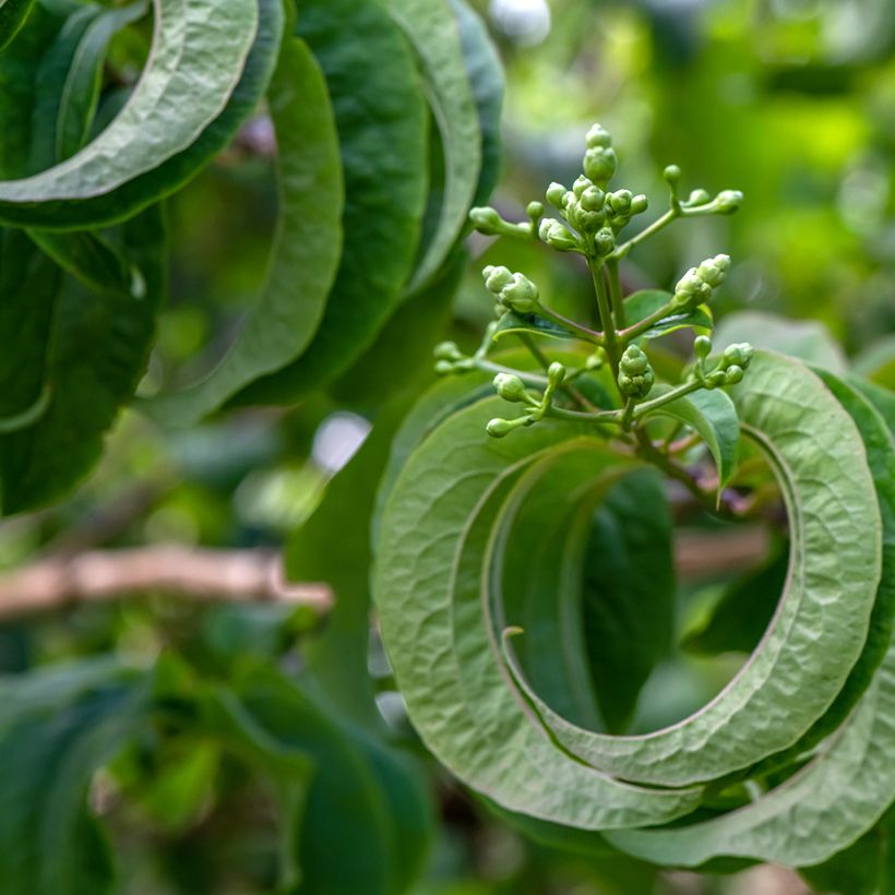 Heptacodium miconioides Temple of Bloom - Seven-son Tree (Foliage)