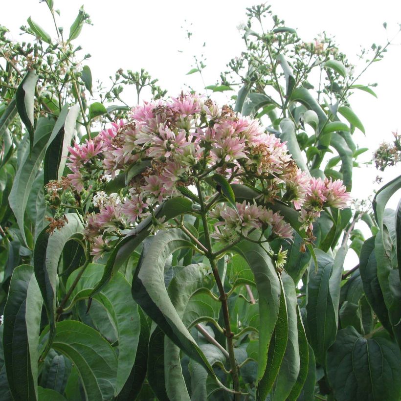 Heptacodium miconioides Tianshan (R) (Flowering)