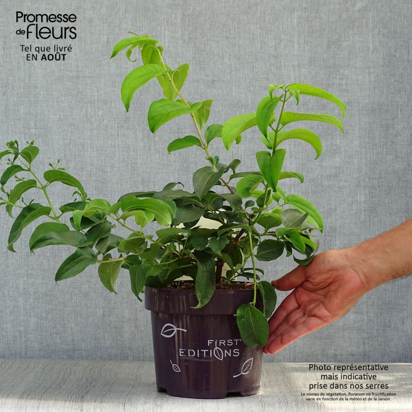 Heptacodium miconioides Tianshan (R) 3L/4L pot sample as delivered in summer