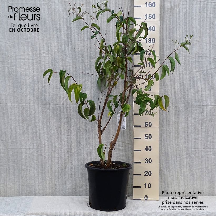 Heptacodium miconioides - Seven-son Tree 20L/25L pot sample as delivered in autumn