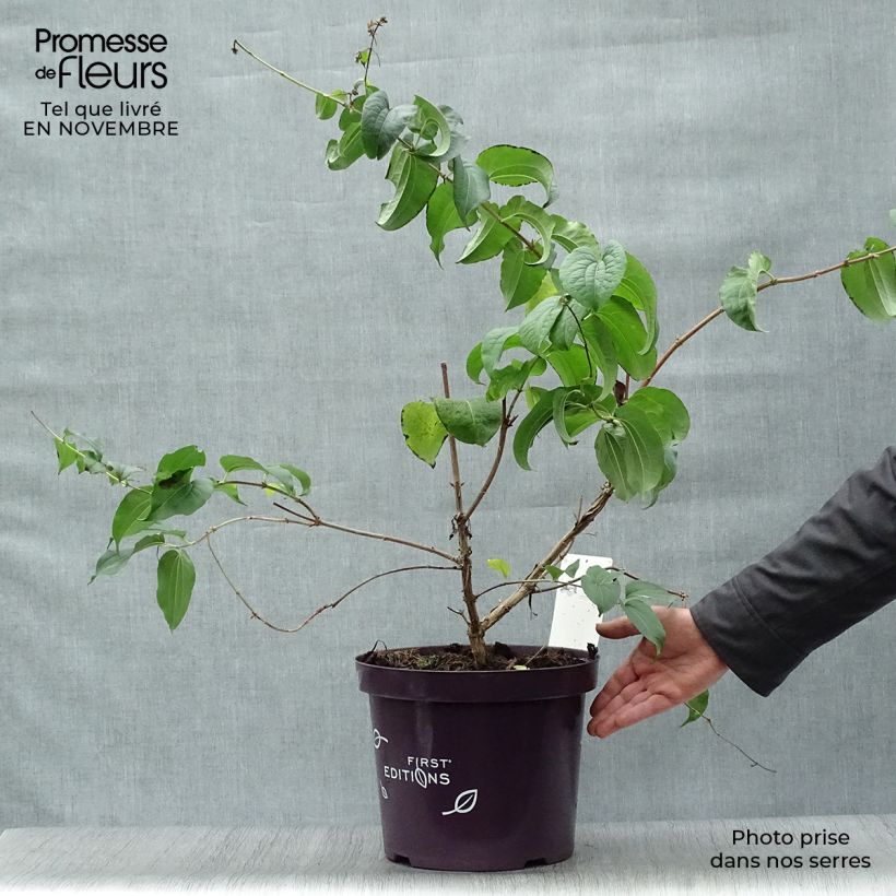 Heptacodium miconioides - Seven-son Tree 3L/4L pot sample as delivered in autumn