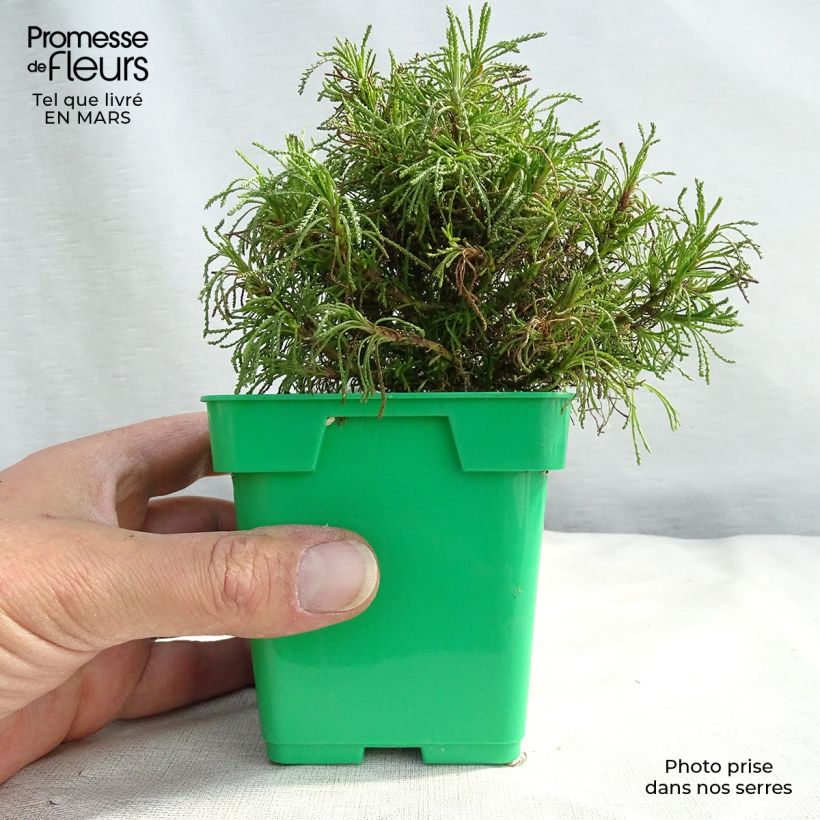 Santolina viridis 8/9 cm pot sample as delivered in spring