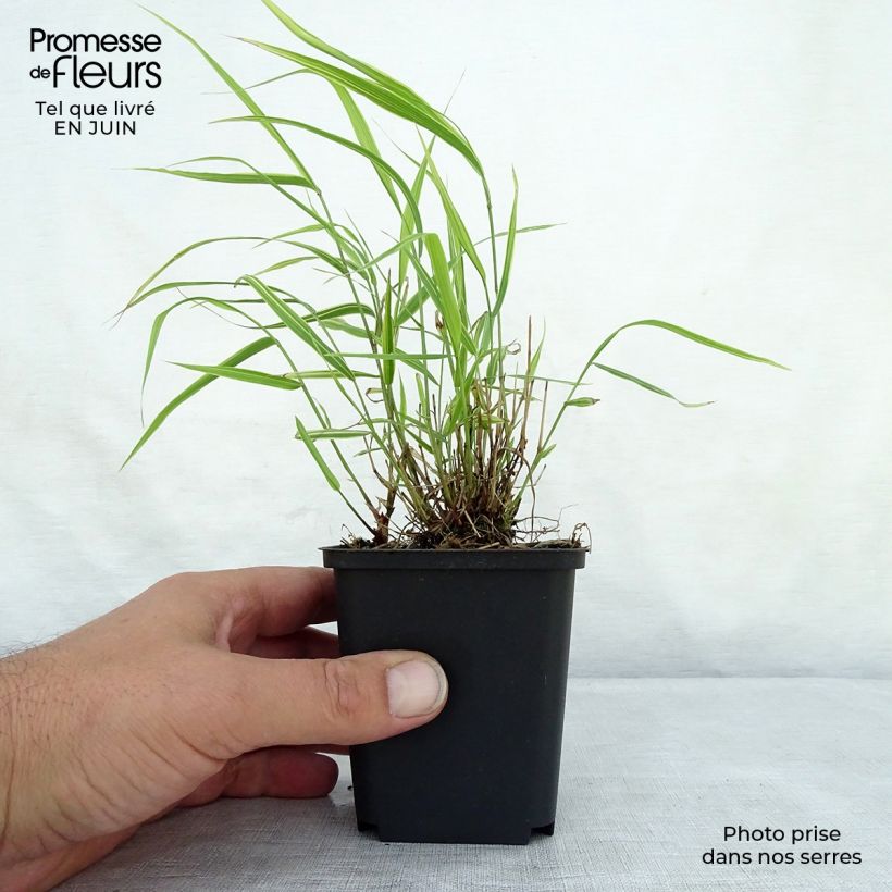 Hakonechloa macra Albostriata - Japanese Forest Grass 8/9 cm pot sample as delivered in summer